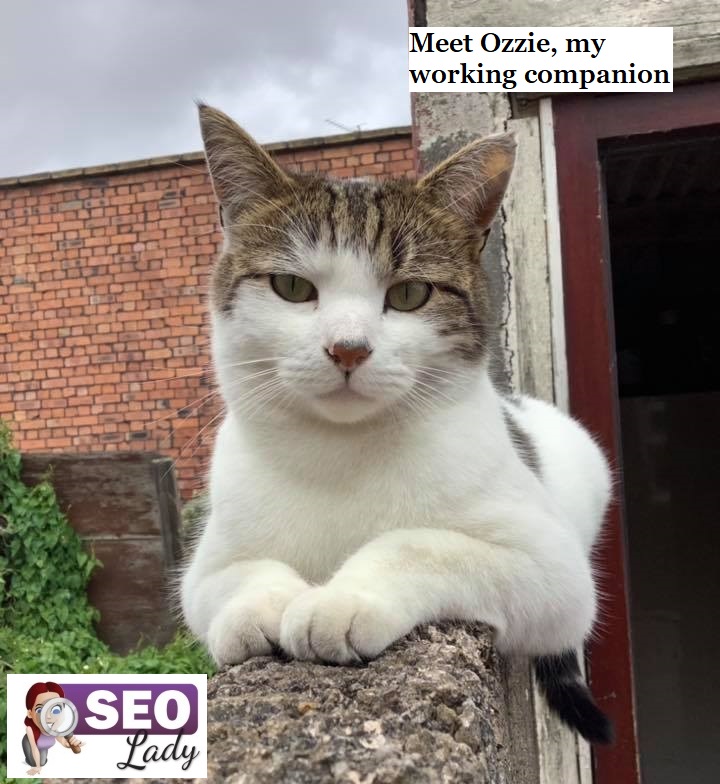 seo freelancer costs uk small business weston super mare somerset prices